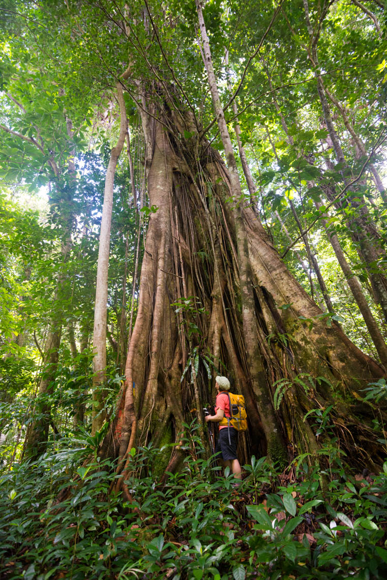Buttress root tree - Waitukubuli National Trail, Dominica