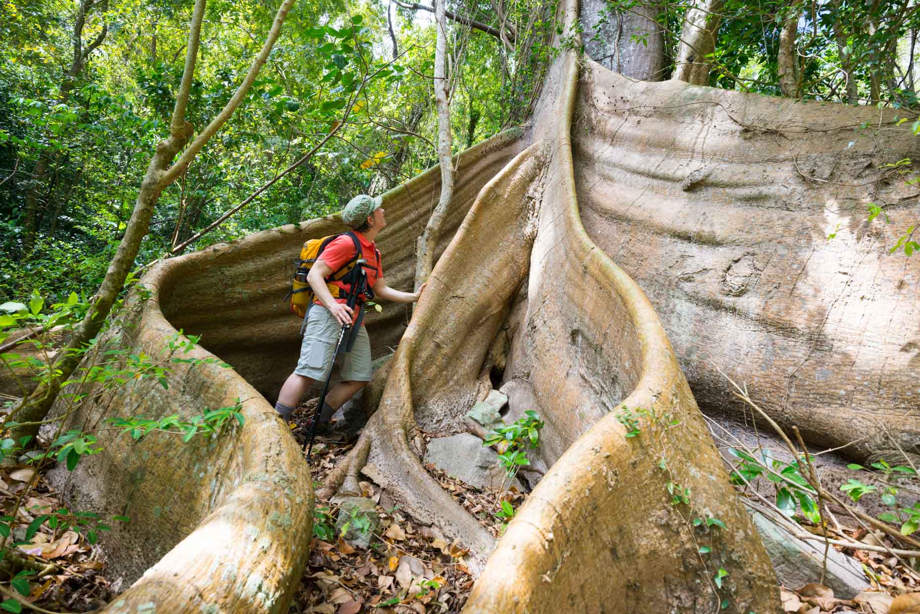 Chatanier tree - Waitukubuli National Trail, Dominica