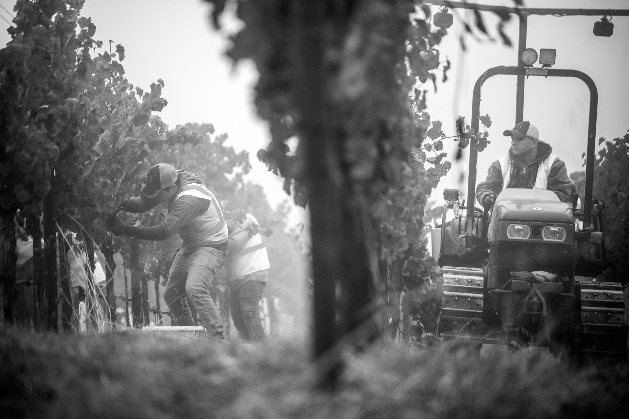 Harvest Workers | Anderson Valley, California