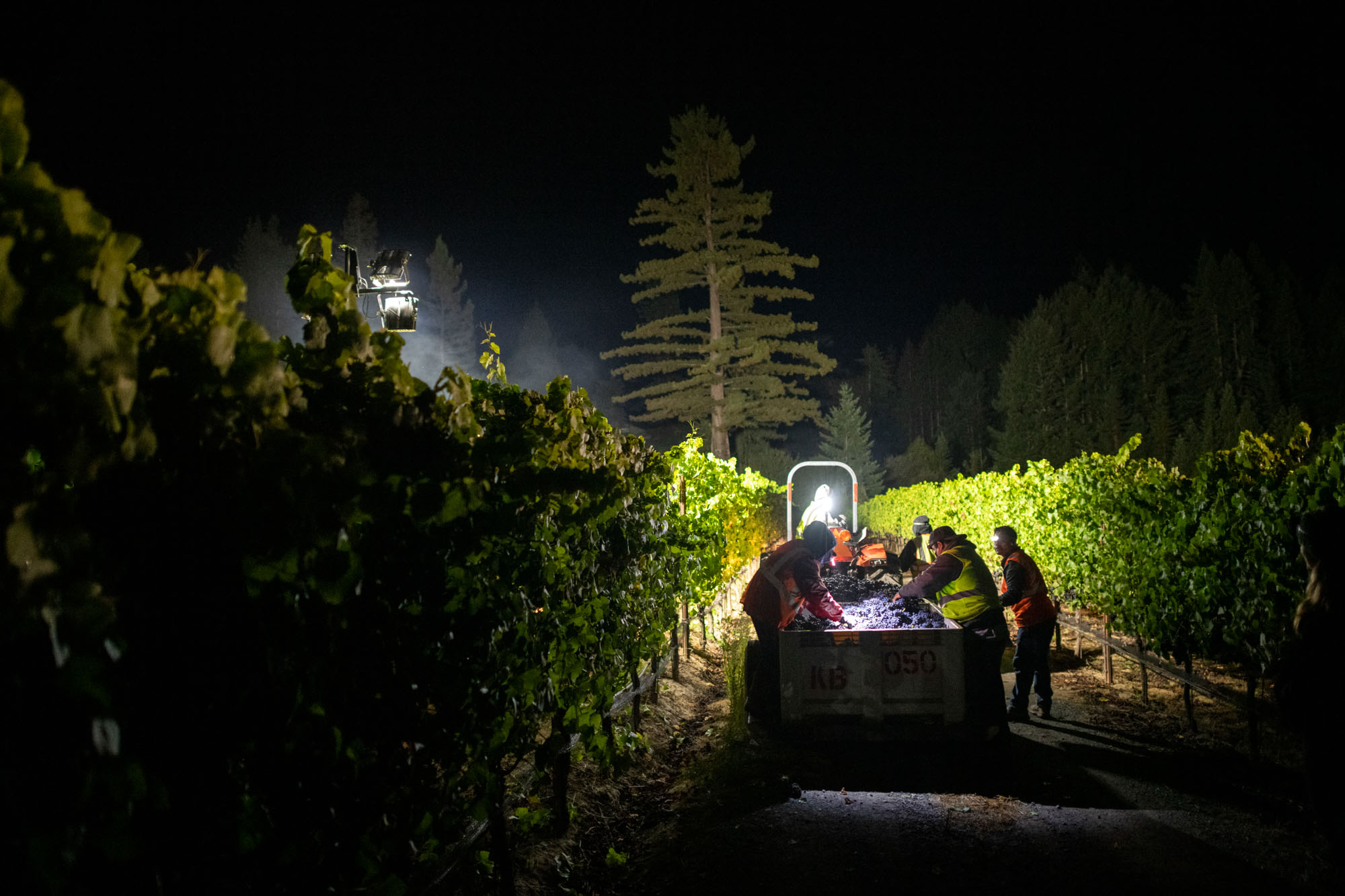 Night Grape Harvest | Russian River Valley, California