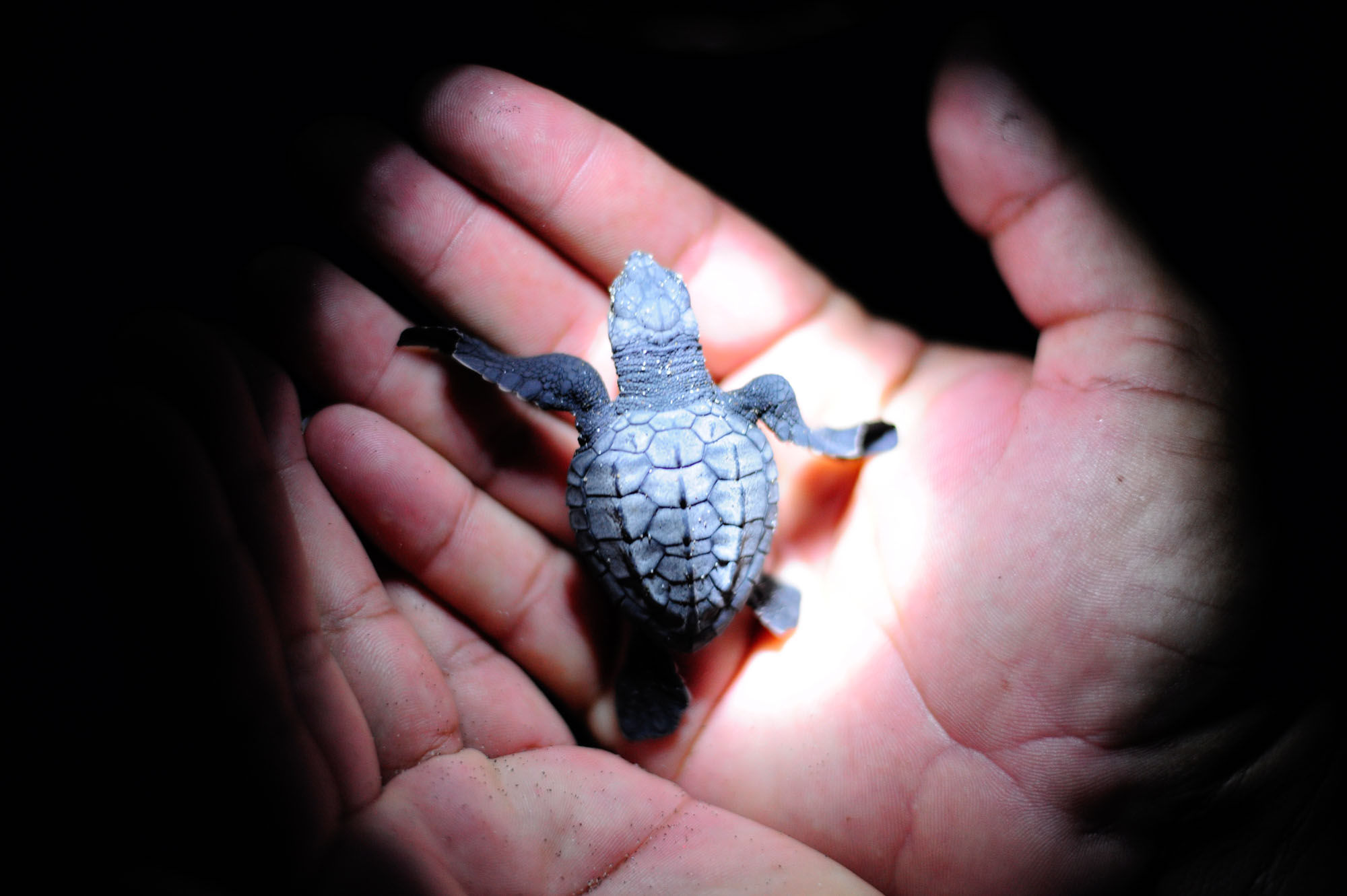 Baby Sea Turtle | Chiapas, Mexico