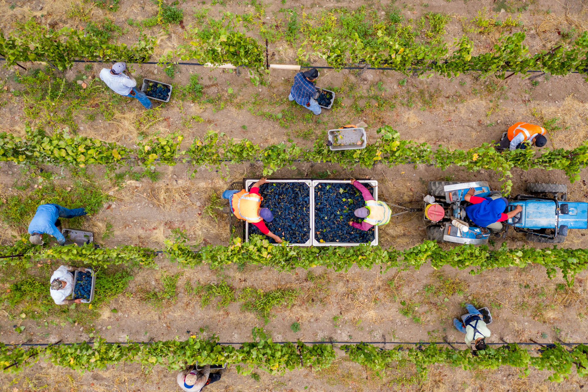 Silver Oak Harvest | Napa Valley, California