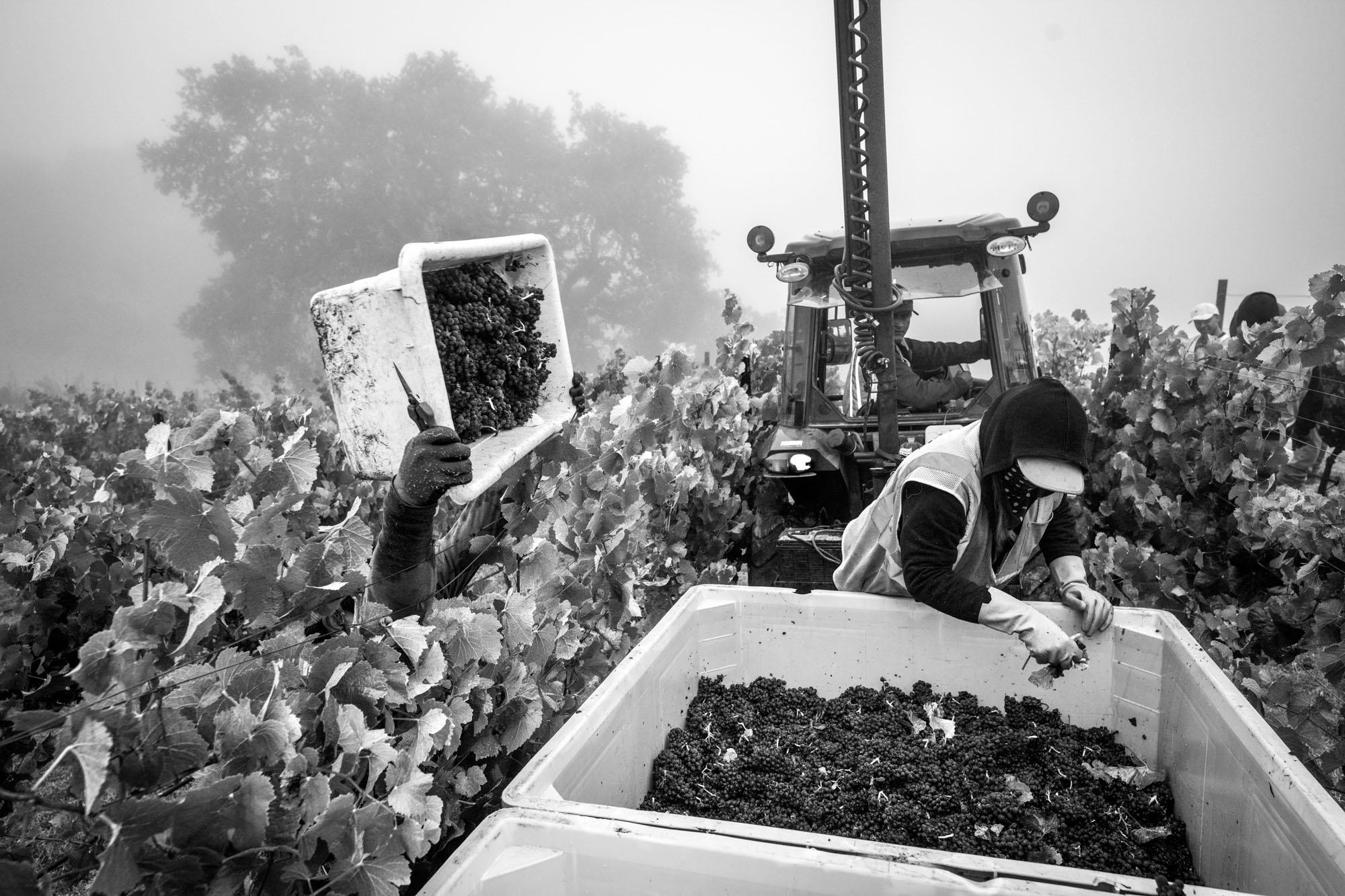 Cerise Vineyard Harvest | Anderson Valley, California