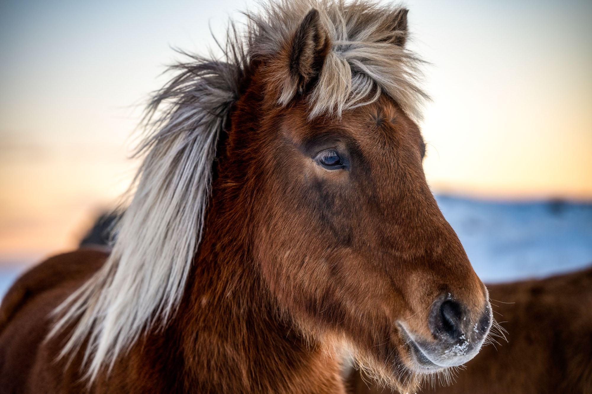 Icelandic Horse | Höfn, Iceland